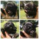 French Bulldog Puppies for sale in Pembroke Pines, FL 33024, USA. price: NA