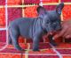 French Bulldog Puppies for sale in Cullman Rd, Alabama 35016, USA. price: NA