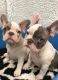 French Bulldog Puppies for sale in California Ave, Paterson, NJ 07503, USA. price: NA