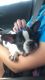 French Bulldog Puppies for sale in Bartlett, IL, USA. price: NA
