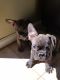 French Bulldog Puppies for sale in Lake Elsinore, CA 92530, USA. price: NA