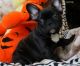 French Bulldog Puppies for sale in Los Angeles, CA 90017, USA. price: $455