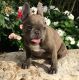 French Bulldog Puppies for sale in Broken Arrow, OK 74012, USA. price: NA