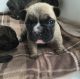 French Bulldog Puppies for sale in Columbus Pike, Delaware, OH, USA. price: NA