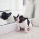 French Bulldog Puppies for sale in Columbus Pike, Delaware, OH, USA. price: NA
