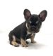 French Bulldog Puppies for sale in Pennsylvania Ave NW, Washington, DC, USA. price: NA