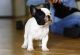 French Bulldog Puppies for sale in San Pedro, CA 90732, USA. price: NA