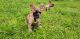 French Bulldog Puppies for sale in Front Beach Rd, Panama City Beach, FL, USA. price: $600