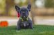 French Bulldog Puppies for sale in Beverly Hills, CA, USA. price: NA