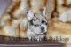 French Bulldog Puppies for sale in Spirit Lake, ID 83869, USA. price: $3,800
