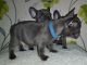 French Bulldog Puppies for sale in California Ave, South Gate, CA, USA. price: NA