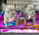 French Bulldog Puppies for sale in Carol City, FL 33055, USA. price: NA
