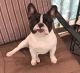 French Bulldog Puppies for sale in VLG OF LAKEWD, IL 60014, USA. price: NA