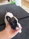 French Bulldog Puppies for sale in 90005 Peterson Hill Rd, Bayfield, WI 54814, USA. price: $500