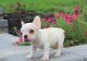French Bulldog Puppies for sale in Douglasville, GA, USA. price: $600