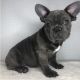 French Bulldog Puppies for sale in Worcester, MA 01608, USA. price: NA