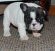 French Bulldog Puppies for sale in Minneapolis, MN, USA. price: $1,150