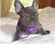 French Bulldog Puppies for sale in Louisville, KY 40221, USA. price: NA