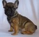 French Bulldog Puppies for sale in Fleetwood, PA 19522, USA. price: $600