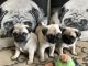 French Bulldog Puppies for sale in California St, San Francisco, CA, USA. price: NA