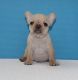 French Bulldog Puppies for sale in Davidson, NC, USA. price: NA