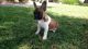French Bulldog Puppies for sale in Simi Valley, CA 93065, USA. price: $1,750