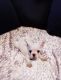 French Bulldog Puppies for sale in Newport Beach, CA, USA. price: $1,700