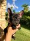French Bulldog Puppies for sale in HALNDLE BCH, FL 33009, USA. price: NA