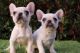 French Bulldog Puppies for sale in Valley Springs, CA 95252, USA. price: $1,800