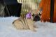 French Bulldog Puppies for sale in Winston-Salem, NC, USA. price: NA