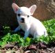 French Bulldog Puppies for sale in Gillette, WY, USA. price: NA