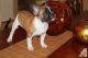 French Bulldog Puppies for sale in New Haven, CT, USA. price: $700