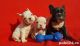 French Bulldog Puppies for sale in Garland, TX 75043, USA. price: $550