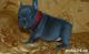 French Bulldog Puppies for sale in Garland, TX 75043, USA. price: $550