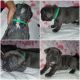 French Bulldog Puppies for sale in IL-59, Plainfield, IL, USA. price: $600
