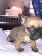 French Bulldog Puppies for sale in Statesville, NC, USA. price: $2,200