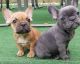 French Bulldog Puppies for sale in Buechel, KY 40218, USA. price: NA