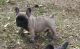 French Bulldog Puppies for sale in Tinley Park, IL, USA. price: NA