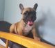 French Bulldog Puppies for sale in Tinley Park, IL, USA. price: NA