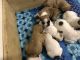 French Bulldog Puppies for sale in Skowhegan, ME 04976, USA. price: $1,200