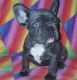 French Bulldog Puppies for sale in Boston, MA 02114, USA. price: $600