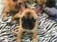 French Bulldog Puppies for sale in Lake Forest, CA, USA. price: $2,000