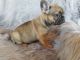 French Bulldog Puppies for sale in Grayson, GA, USA. price: NA
