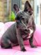 French Bulldog Puppies for sale in Fresno St, Coffeyville, KS 67337, USA. price: NA