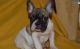 French Bulldog Puppies for sale in Garden City, ID, USA. price: $600