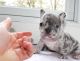 French Bulldog Puppies for sale in 90001 Overseas Hwy, Tavernier, FL 33070, USA. price: NA