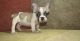 French Bulldog Puppies for sale in 5451 Melrose Ave, Los Angeles, CA 90038, USA. price: $300