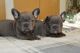French Bulldog Puppies for sale in Stockton St, San Francisco, CA, USA. price: NA
