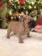 French Bulldog Puppies for sale in Greensboro, NC, USA. price: $1,000