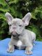 French Bulldog Puppies for sale in San Rafael, CA, USA. price: NA
